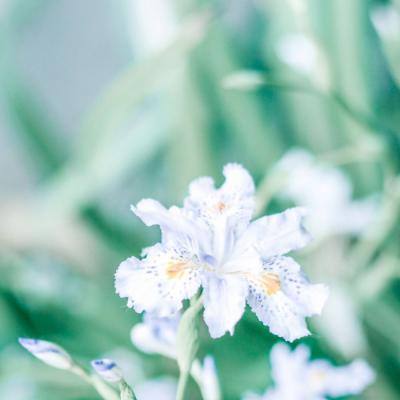 航海纪元草花版下载